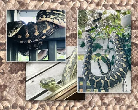 Embracing my Serpents in the Overhead Space: A Journey from Fear to Fascination